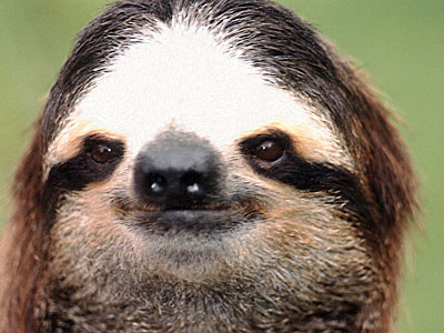 photograph of a friendly sloth