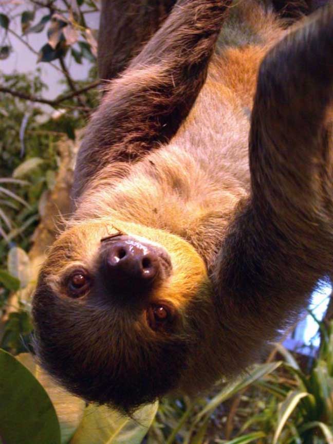 photograph of a sloth