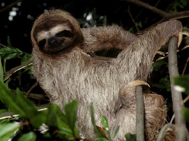 photograph of a hairy sloth