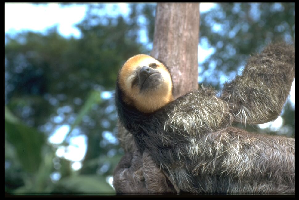 photo of sloth up a tree