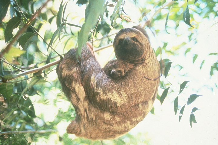 photo of three-toed baby sloth and her mother