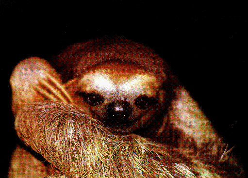 photograph of a three-toed sloth
