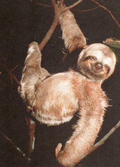 photograph of a pair of sloths