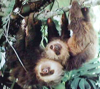 photograph of a a  sloth