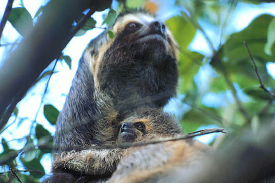 photograph of a sloth and her baby