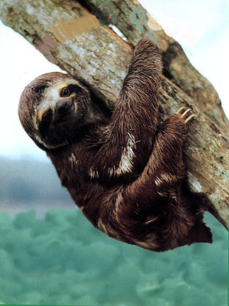 photo of  baby sloth