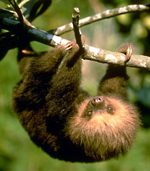 photograph of a sloth