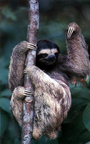 sloth photo