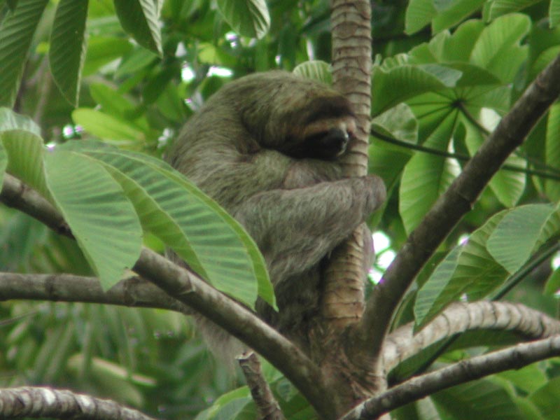 photograph of sloth in foliage