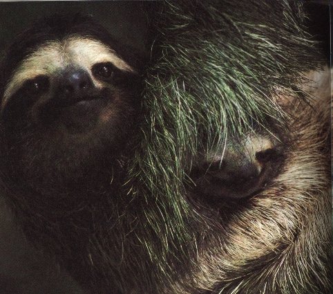 photograph of a three-toed sloth